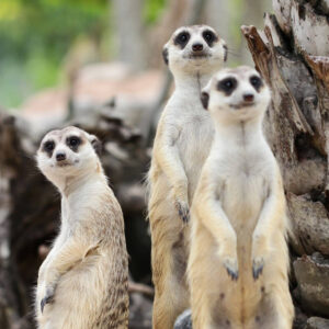 2 for 1 Meet The Meerkats Experience