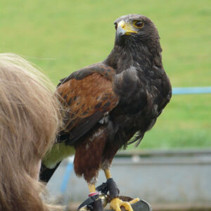 Birds of Prey Experience