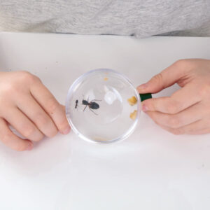 Ant World