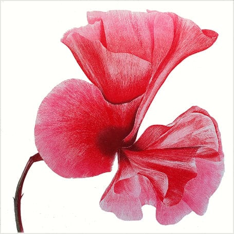 Art Cards Ireland - Sweet Scented II ~ Grainne Cuffe