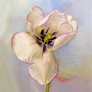 Art Cards Ireland - A Tulip Called Shirley ~ Marie Phelan