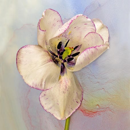 Art Cards Ireland - A Tulip Called Shirley ~ Marie Phelan