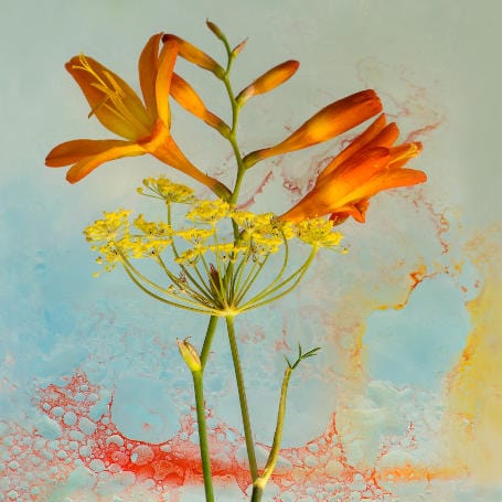Art Cards Ireland - Summer Companions ~ Marie Phelan
