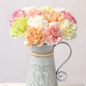 12 Classic Carnations