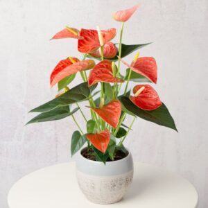 Coral Anthurium
