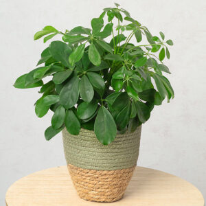 Umbrella Plant