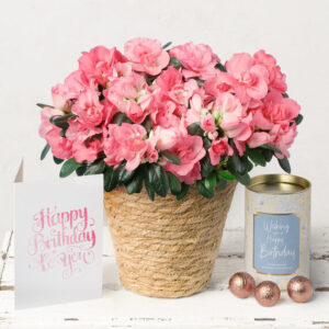 Birthday Azalea Gift Set