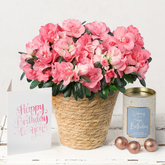 Birthday Azalea Gift Set