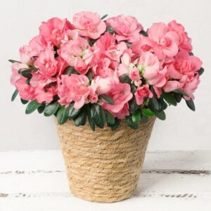 Pink Azalea in Jute Pot