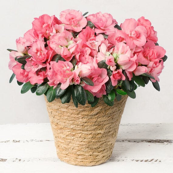 Pink Azalea in Jute Pot