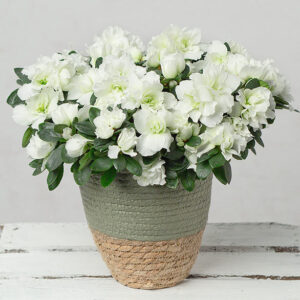 White Azalea in Two Tone Pot