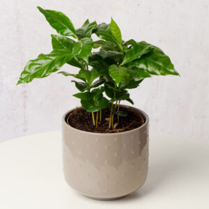 Coffee Plant in Ceramic Pot