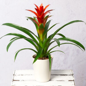 Guzmania Plant