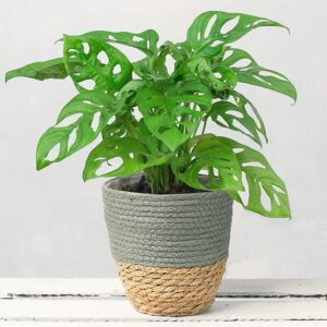 Mini Monstera Plant