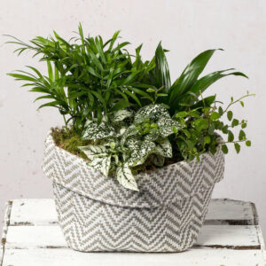 Air Purifying Planter