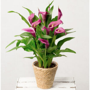 Purple Calla Lily Plant