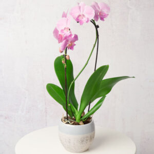 Cascade Phalaenopsis Orchid