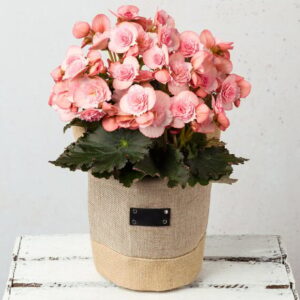 Pink Begonia