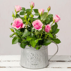Rose Plant in Zinc Jug