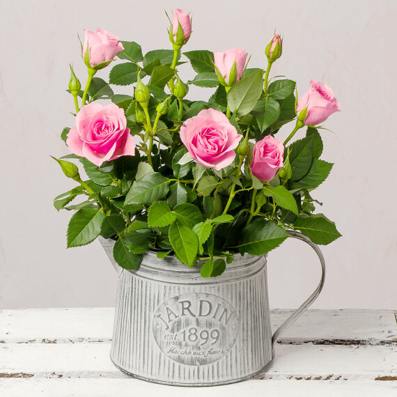 Rose Plant in Zinc Jug