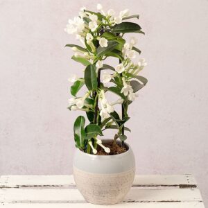 White Stephanotis