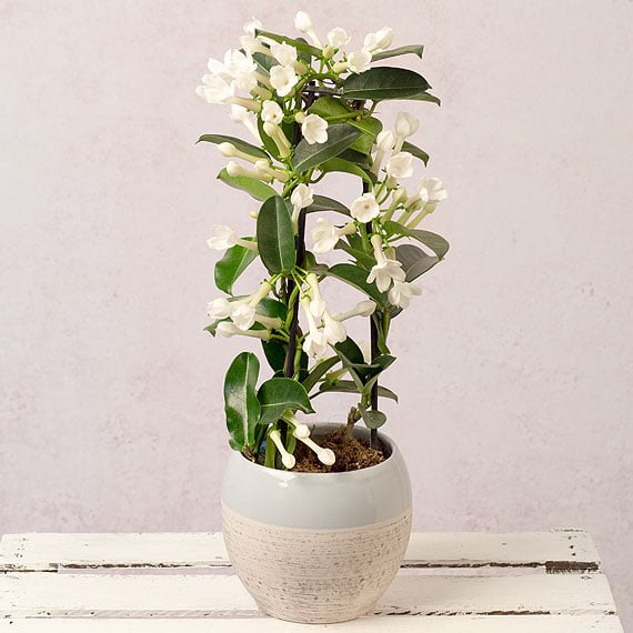 White Stephanotis