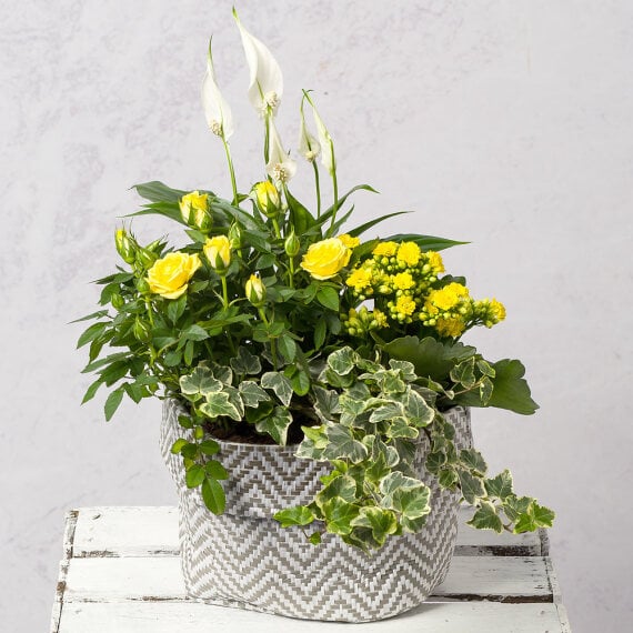 Summer Sun Planter