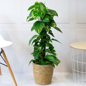 Golden Pothos Plant
