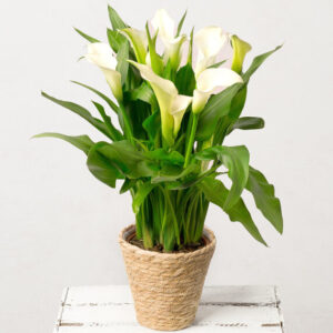 White Calla Lily Plant