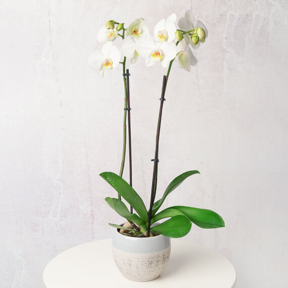 White Phalaenopsis Orchid