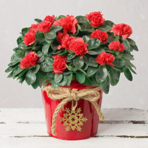 Red Azalea in Festive Pot