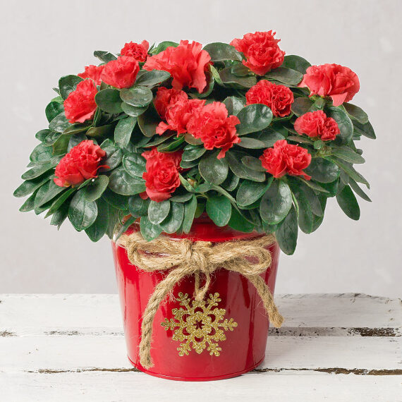 Red Azalea in Festive Pot