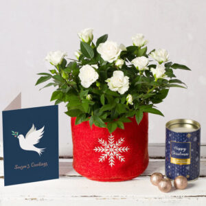 White Christmas Rose Gift