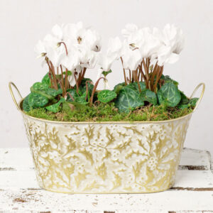 White Cyclamen Duo