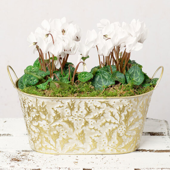 White Cyclamen Duo