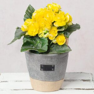 Yellow Begonia in Two Tone Grey Pot