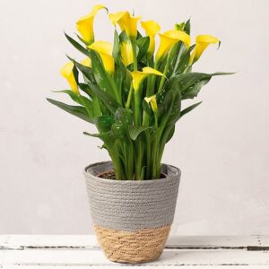 Yellow Calla Lily