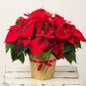 Christmas Poinsettia
