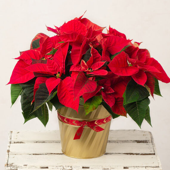 Christmas Poinsettia