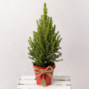 Merry  Christmas Tree