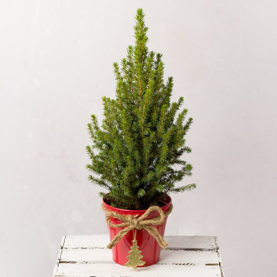 Merry Christmas Tree