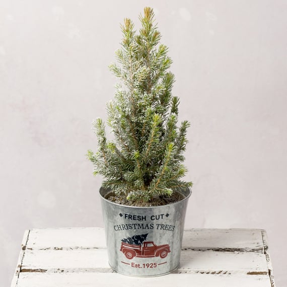 Frosted Mini Christmas Tree
